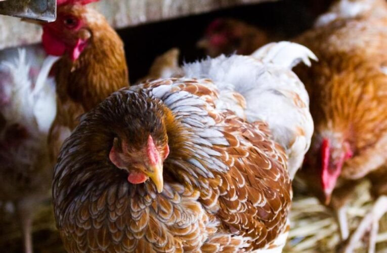 조류독감 발생에도 소비자는 닭고기와 달걀을 먹어야 한다