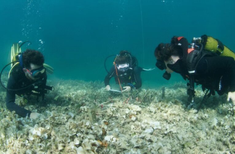 Arel의 해병대는 Cala Murta에서 Posidonia 복원의 두 번째 단계를 추진하고 있습니다.