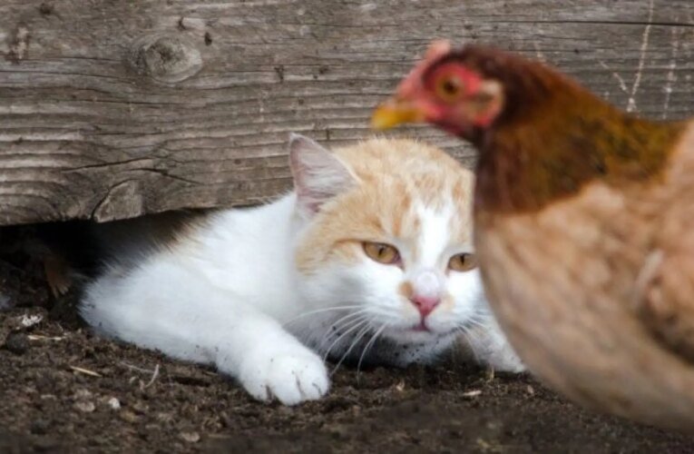 고양이 두 마리가 조류독감에서 살아남아 이 감염에 대한 새로운 사실을 밝힙니다.
