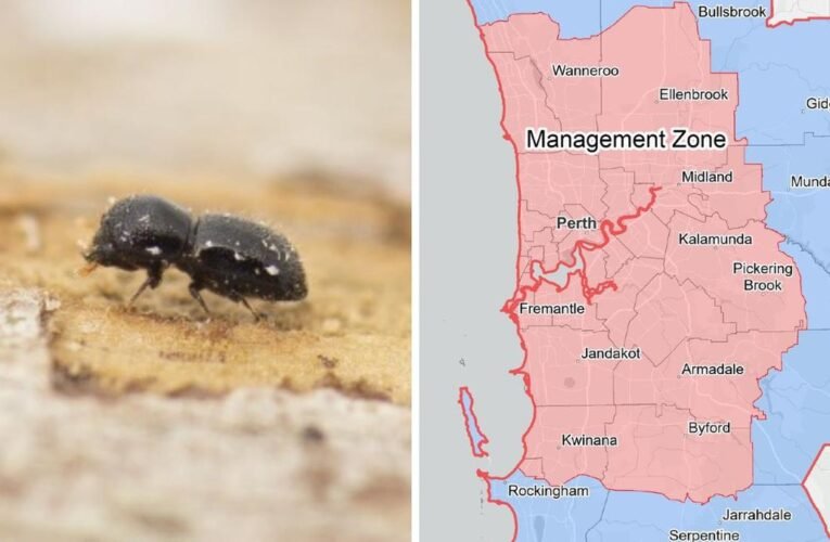 당국이 파괴적인 총탄 천공으로 인한 피해를 막기 위해 싸우면서 퍼스에는 새로운 검역 계획이 적용되었습니다.