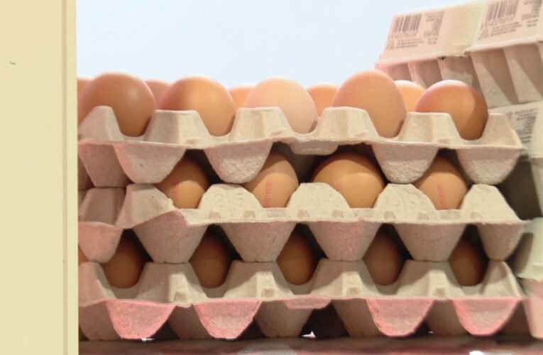 6개월 안에 계란의 양이 50% 증가합니다