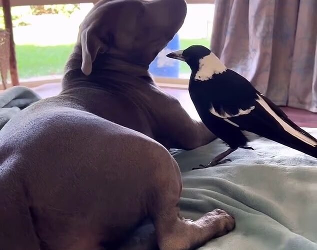 까치 몰리(Molly the Magpie)의 소유자는 가슴 아픈 업데이트를 공유합니다: ‘현실감이 없습니다’