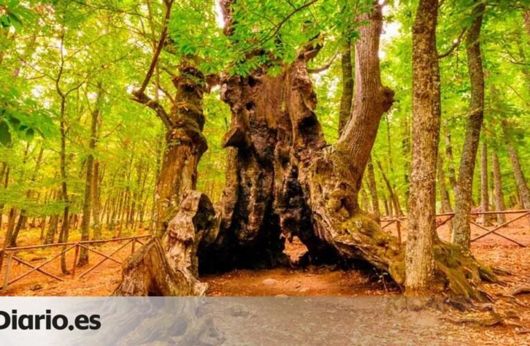 아빌라의 독특한 풍경을 지나 500년이 넘은 기념비적인 밤나무로 이어지는 간단한 경로입니다.