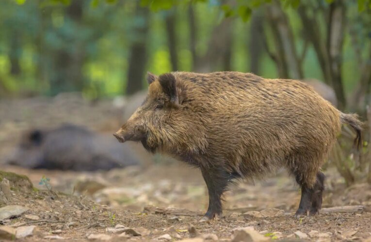 스페인의 돼지 독감, 실시간